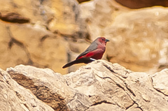 Mali Firefinch photo 3