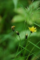 Crepis paludosa