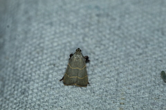 Parachma ochracealis