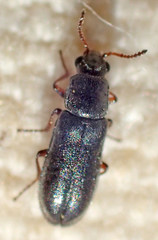Eschatocrepis constrictus