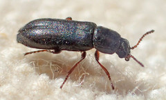 Eschatocrepis constrictus