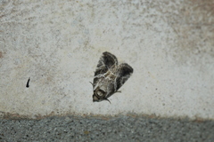 Diastema cnossia