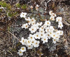 Myosotis pulvinaris