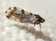 Craspedolepta pulchella