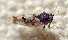 Craspedolepta pulchella