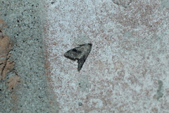 Abablemma duomaculata