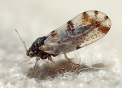 Craspedolepta pulchella