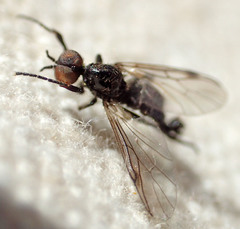 Bibiodes halteralis