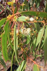 Eucalyptus porosa