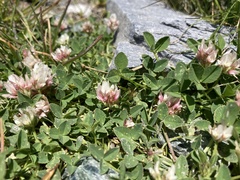 Trifolium pallescens
