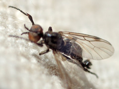 Bibiodes halteralis