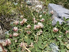 Trifolium pallescens