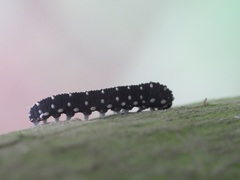 Athalia scutellariae