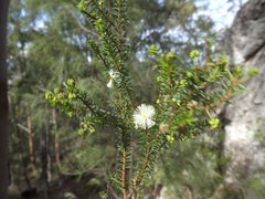 Acacia brunioides