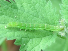 Hypena proboscidalis