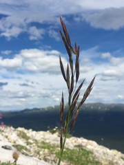 Bromus pumpellianus
