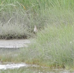 Calidris subminuta