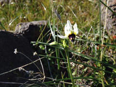 Dodecatheon