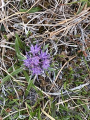 Saussurea angustifolia