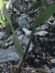 Bromus pumpellianus
