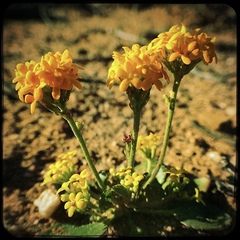 Manulea chrysantha