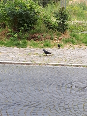 Corvus monedula
