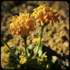Manulea chrysantha