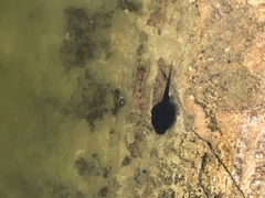 Duttaphrynus melanostictus