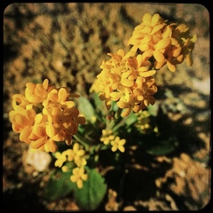 Manulea chrysantha