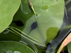 Duttaphrynus melanostictus