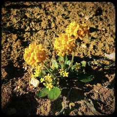 Manulea chrysantha