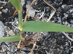 Bromus pumpellianus