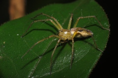 Polyboea