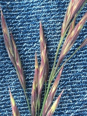 Bromus pumpellianus