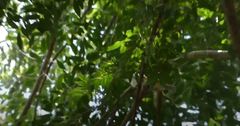 Vireo griseus