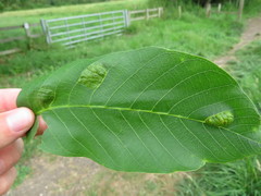 Aceria erinea