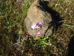 Dodecatheon