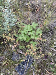 Potentilla fragiformis
