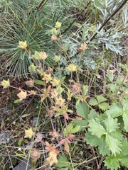 Potentilla fragiformis