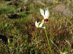 Dodecatheon