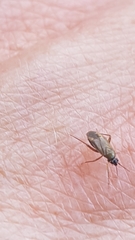 Plagiognathus arbustorum