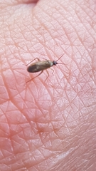 Plagiognathus arbustorum