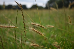 Hordeum secalinum