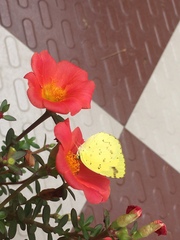 Eurema hecabe