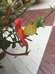 Eurema hecabe