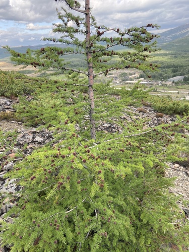 Dahurian larch (Larix gmelinii)