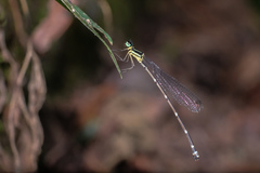 Pseudocopera ciliata