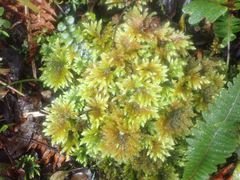 Hypnodendron arcuatum