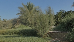 Tamarix aucheriana
