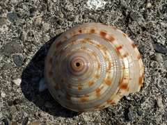 Architectonica